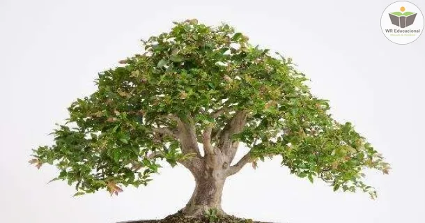Curso de Cultivo de Bonsai