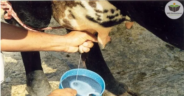 Curso Noções Básicas em Mastite Bovina