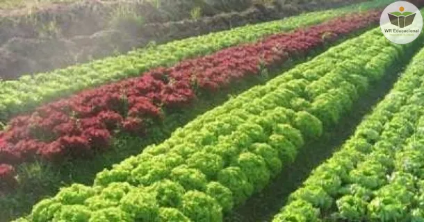 Curso Noções Básicas em Produção de sementes híbridas de hortaliças