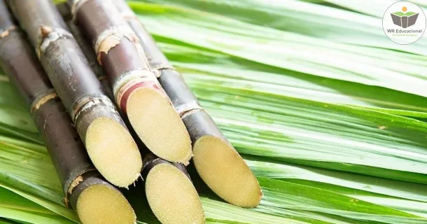 Curso de educação a distância de Produção de Acúcar e Álcool