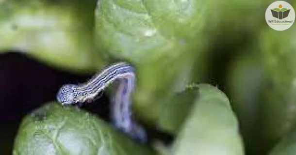 Curso de educação a distância de Monitoramento e Controle de Pragas na Agricultura