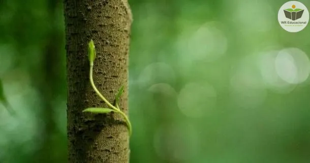 Curso de educação a distância de Os Seres Vivos e o Meio Ambiente
