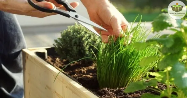 Curso de Horta em casa