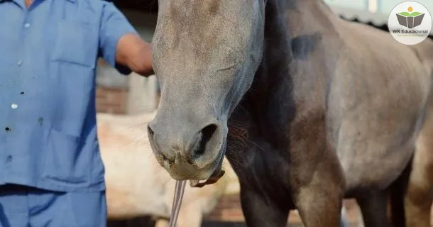 Curso de educação a distância de Noções Básicas em Manejo Nutricional de Equinos