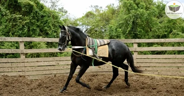 Curso de educação a distância de Doma de Cavalo