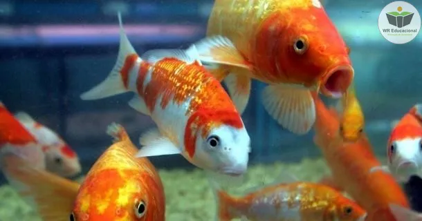 Curso de educação a distância de Indução de Peixes 