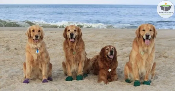 Curso de educação a distância de Cuidador de Cães