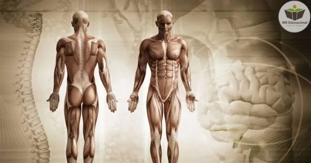 Curso de educação a distância de Noções Básicas em Anatomia Humana
