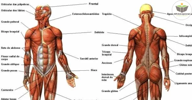 Curso de educação a distância de Noções Básicas à Anatomia dos Sistemas