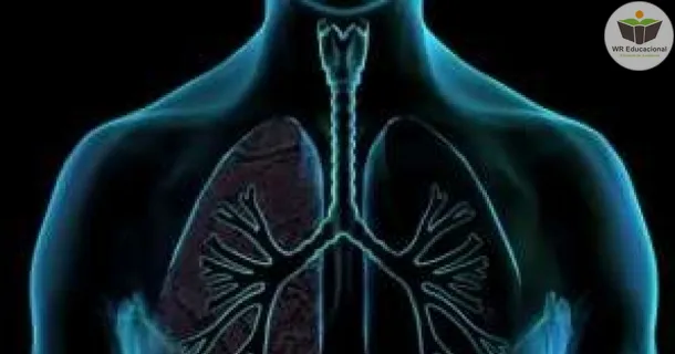 Curso de educação a distância de Noções Básicas sobre Sistema Respiratório