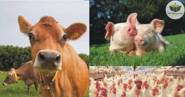 Curso de educação a distância de Noções Básicas em Produção Animal