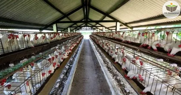 Curso de educação a distância de Produção de Ovos